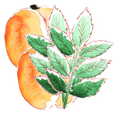 dessin menthe abricot