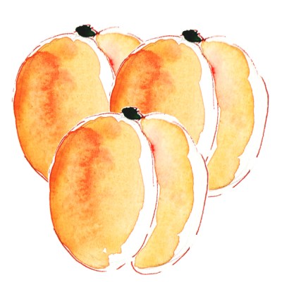 illustration abricito à l'aquarelle