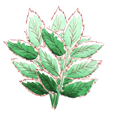 illustration menthe à l'aquarelle