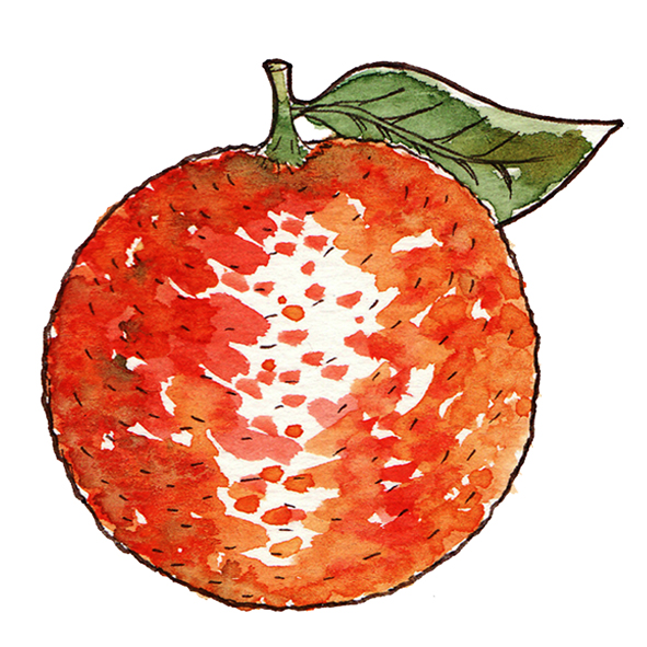illustration orange à l'aquarelle