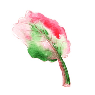 illustration rhubarbe à l'aquarelle 1