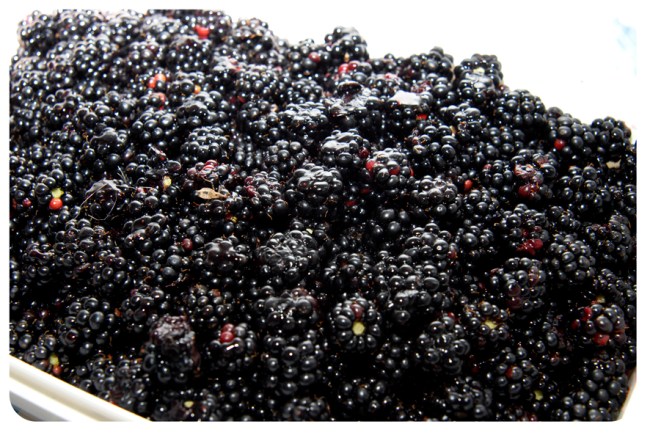 récolte de mûres sauvages