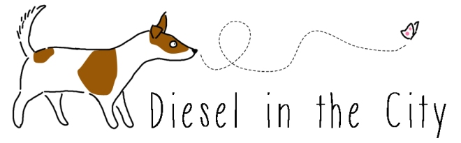 diesel le jack russell in the city
